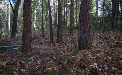 31. Strėvos senkapiai.jpg